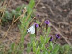 White butterfly and bee