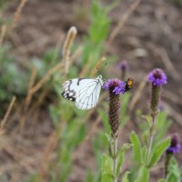 White butterfly and bee