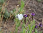 White butterfly and bee
