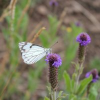 White butterfly