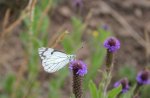 White butterfly