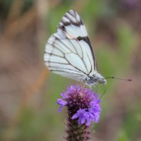 White butterfly close up