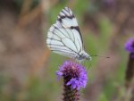 White butterfly close up