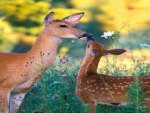 Bambi And His Mom