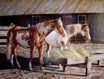 Paint Horses