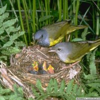 Mom, Dad and Baby Birds