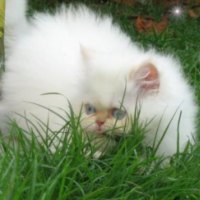 Gatito blanco