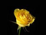 *** Beautiful yellow rose ***