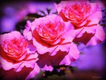 â™¥     ~áƒ¦ Pink Roses áƒ¦~     â™¥