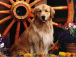 Golden Labrador Sitting In Gardenâ™¥