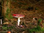 Fly agaric