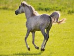 Galloping Colt