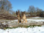 German shepherd couple