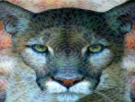 Abstract Cougar