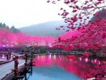 cherry blossom lake