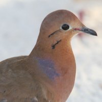 zenaida dove