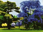 jacaranda fantasy