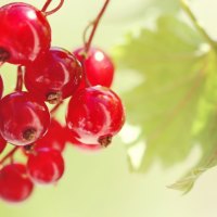 *** Red Currant ***