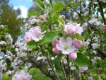 Apple blossoms
