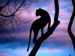 Leopard At Sunset