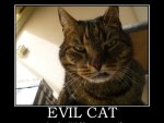 Evil Cat