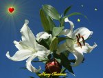 White stargazer Christmas wallpaper