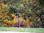 Two White-Tail does