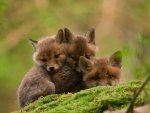 Foxy Babies