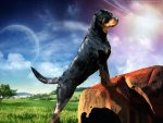 Rottweiler