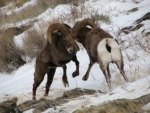 bighorn sheep