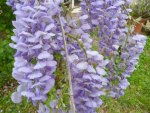 Gorgeous Wisteria