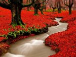 breathtaking red autumn