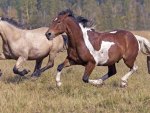 *** Amazing galloping horses ***