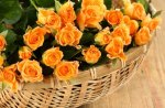 BASKET OF YELLOW