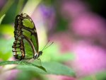 Pretty Green Malachite Butterfly