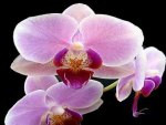 Beautiful Orchids