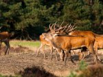 Red Deer in Rutting Season