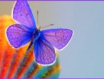 PURPLE BUTTERFLIE
