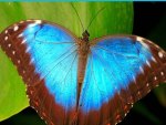 BLUE BUTTERFLIE