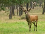 Red Deer in the Forrest