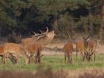 Herd of Red Deer in the woods