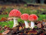 Amanita Muscaria
