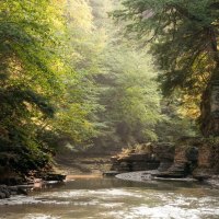 *** The river through the trees ***