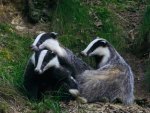 Badgers
