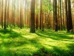 Beautiful Forest Scenery