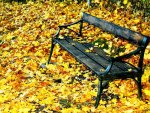 âœºA empty bench in autumn timeâœº