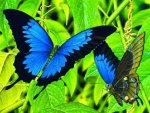 Morpho duet