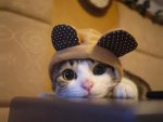 Cute Kitty Sporting Bunny Ears