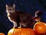 Halloween Cat