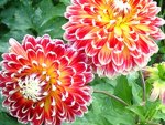 DAHLIA POWER